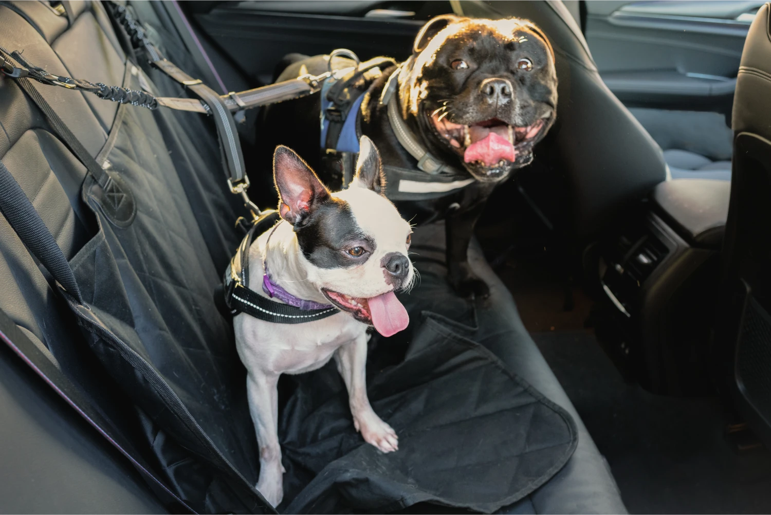 Border Terriers  Dog Safety Belt for Dodge Challenger