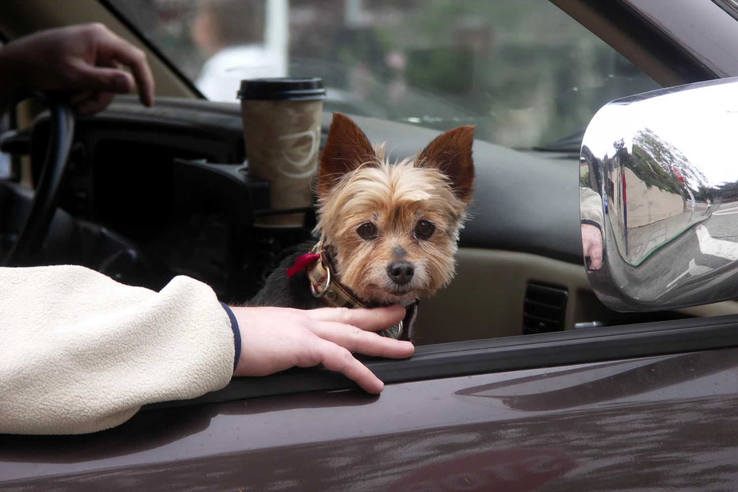 Honda Pilot Dog Car Seat for Biewer Terriers
