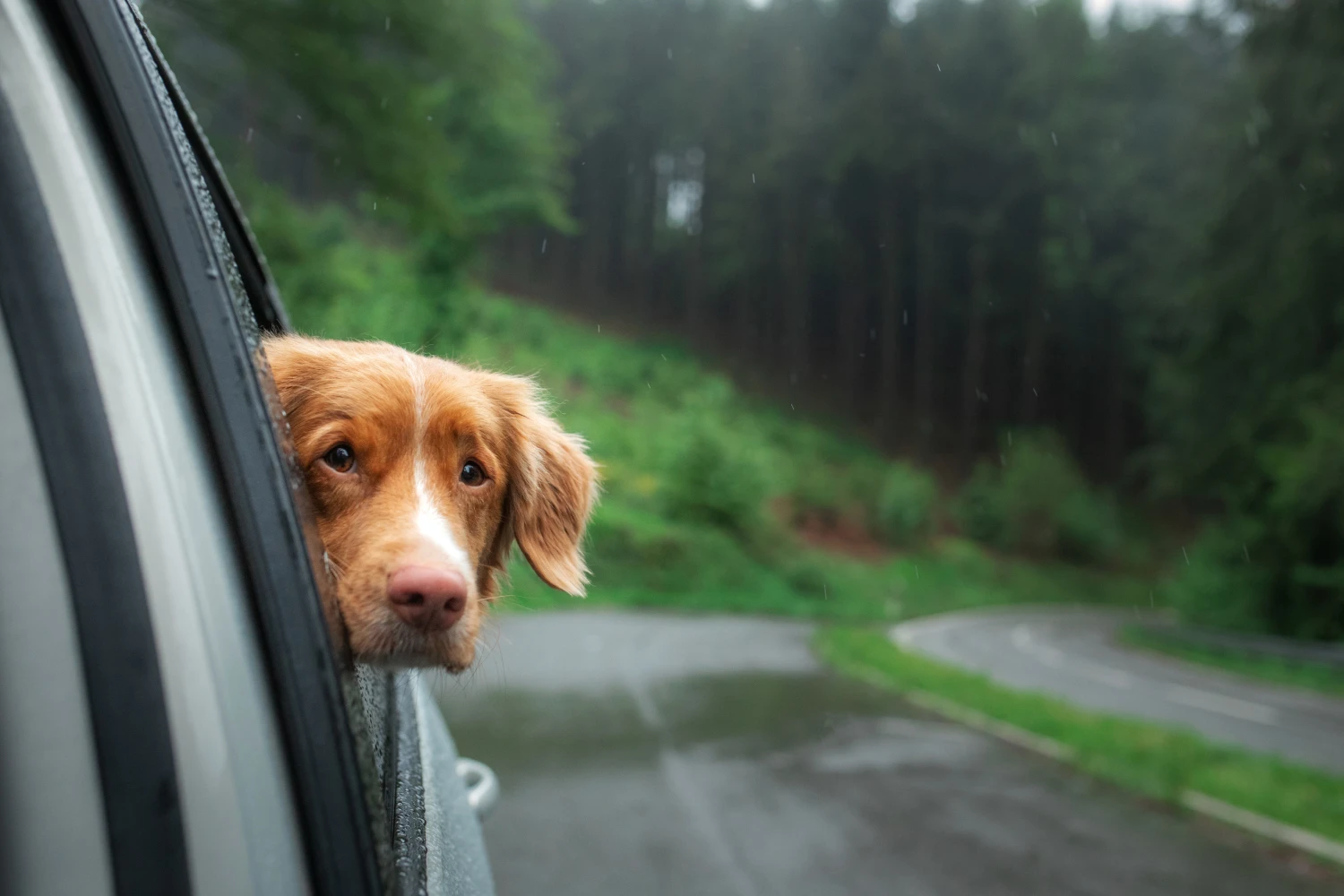 Audi Q5 Dog Car Seat for Duck Tolling Retrievers